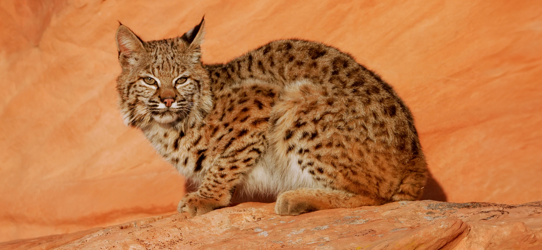 Серьезные охотники и рыболовы: 7 диких кошек из разных частей света