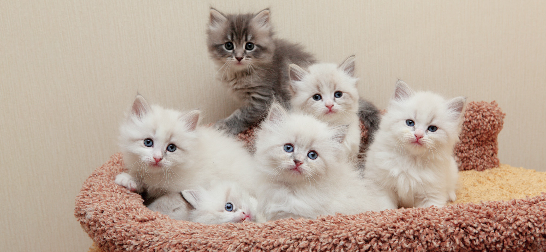 Сколько стоит вырастить сибирских котят