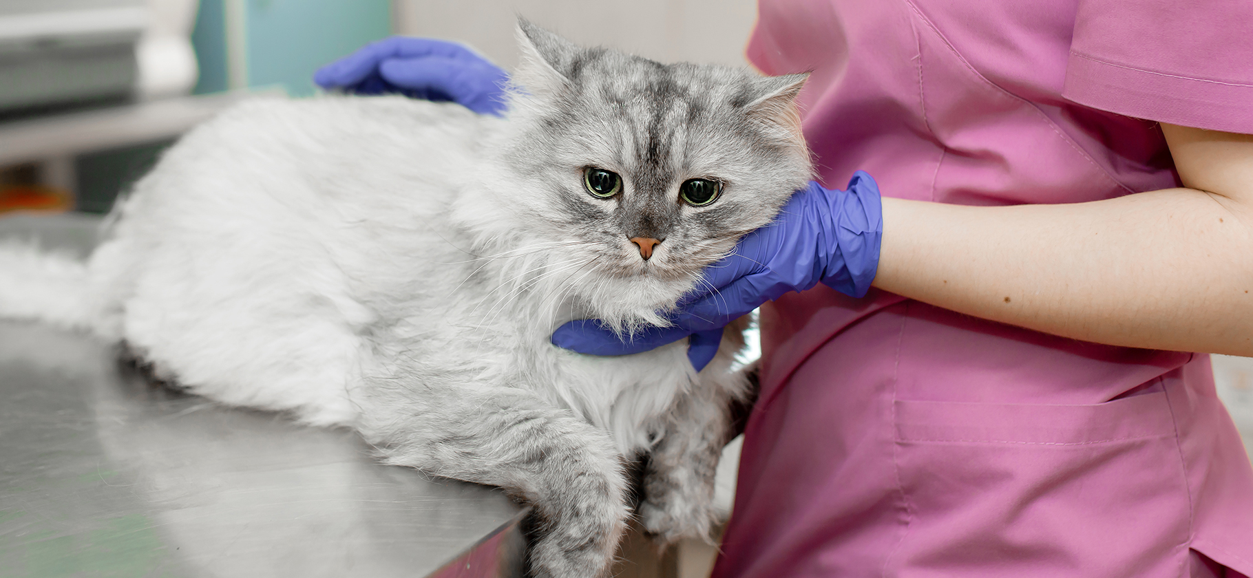 Сколько стоит лечение гипертиреоза у кошки