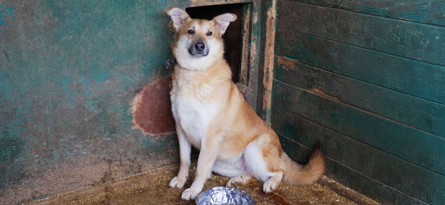 На сайте госуслуг Москвы появился сервис «Моспито­мец» — он поможет забрать животное из приюта