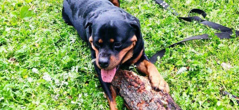 Фото питомцев: овчарка и ротвейлер наслаждаются жизнью