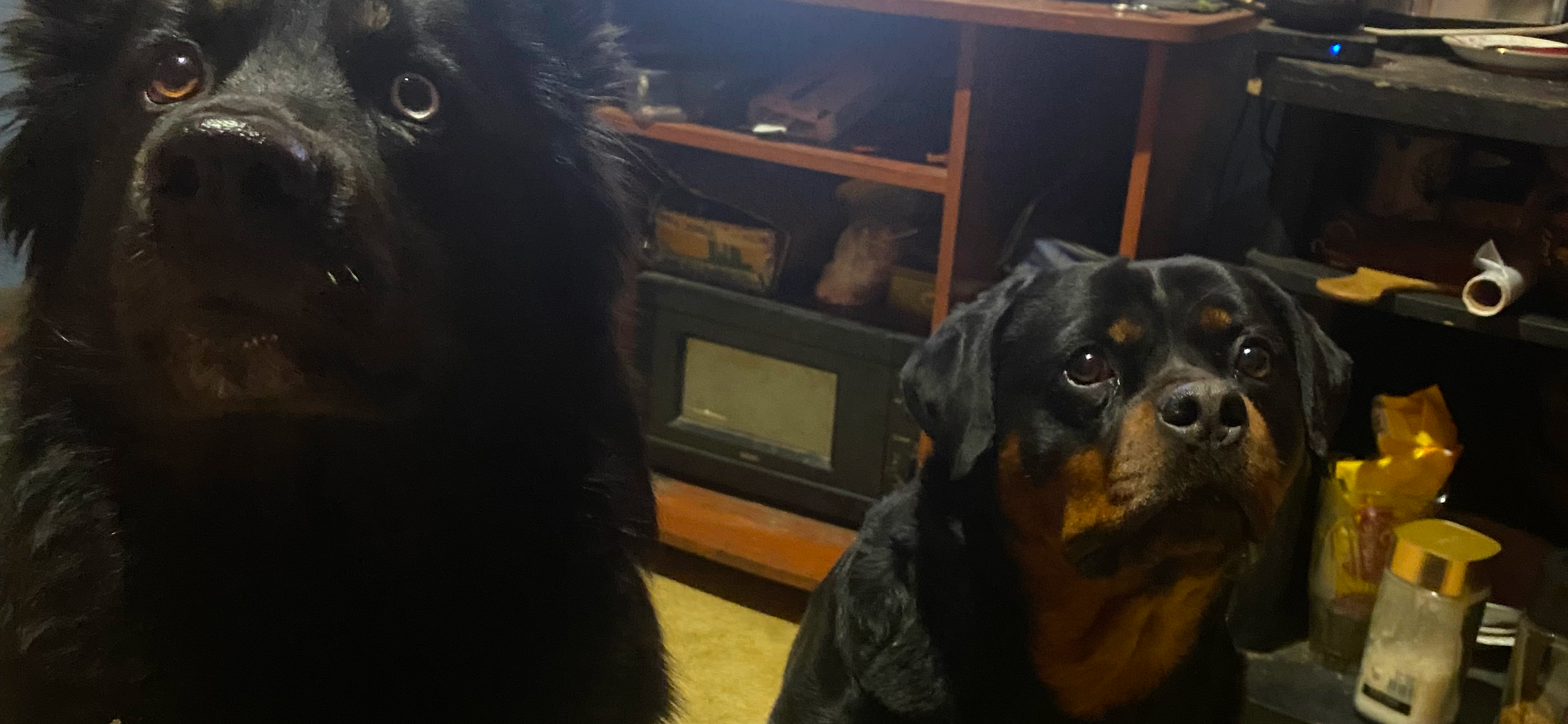 Фото питомцев: овчарка, ротвейлер и кот ждут, когда их покормят