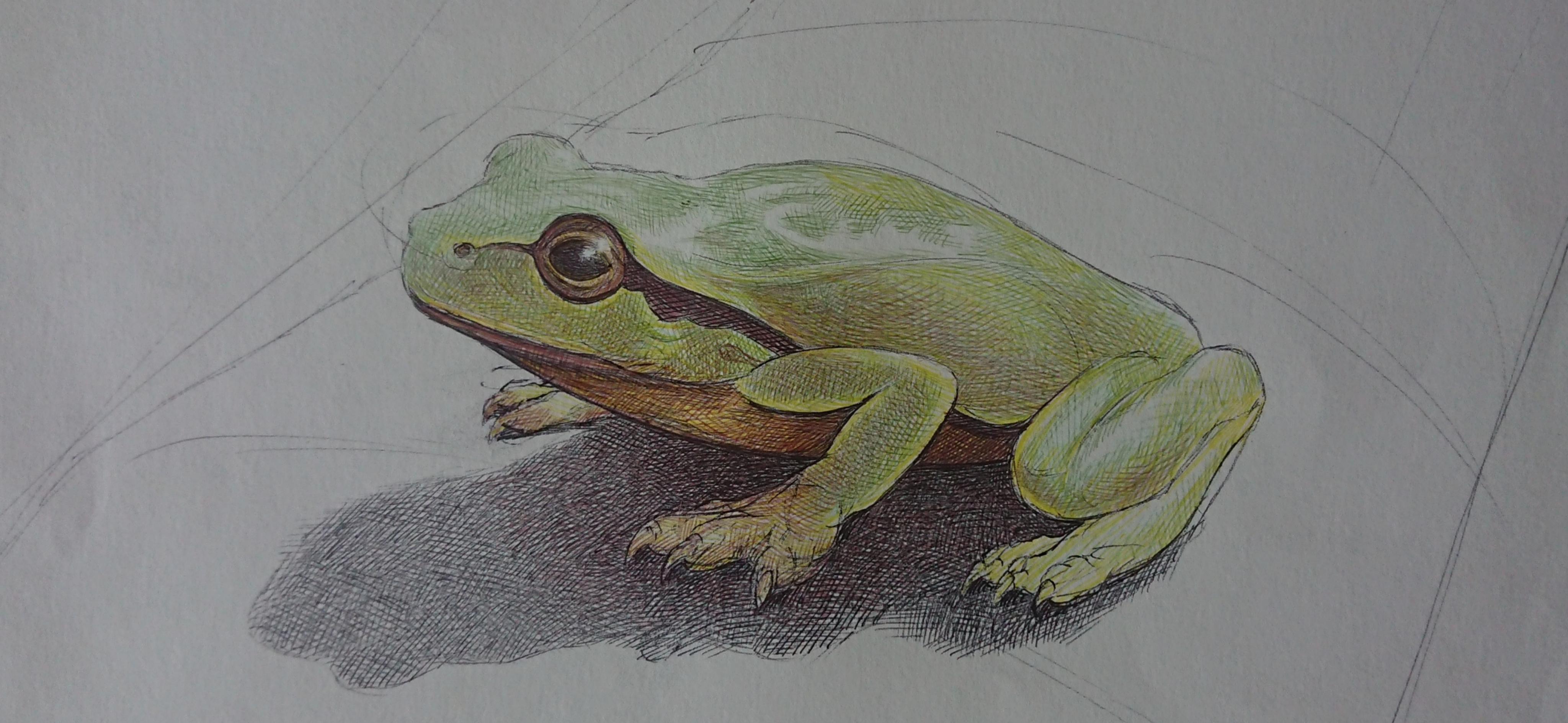 Мои рисунки: лягушка и паук шариковыми ручками