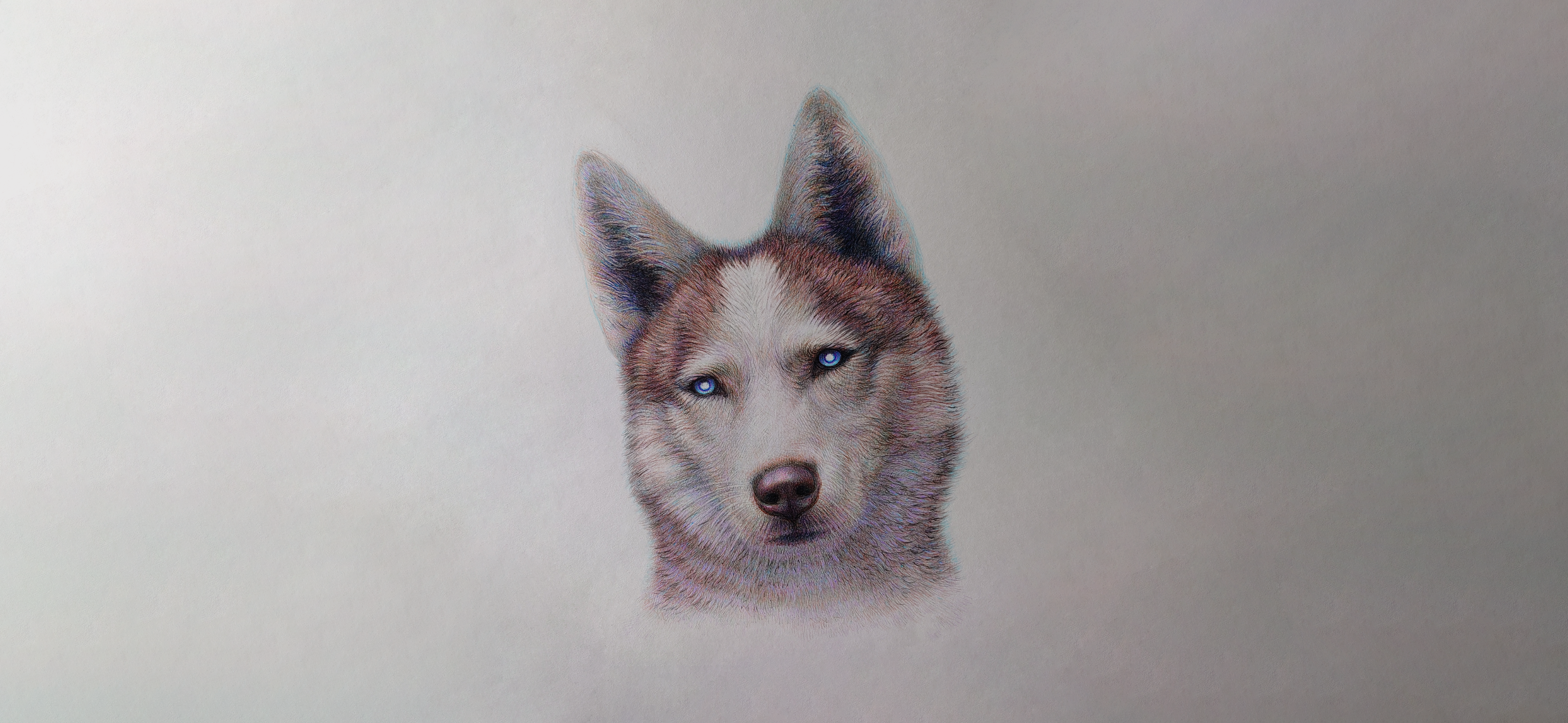 Мой рисунок: портрет собаки шариковыми ручками