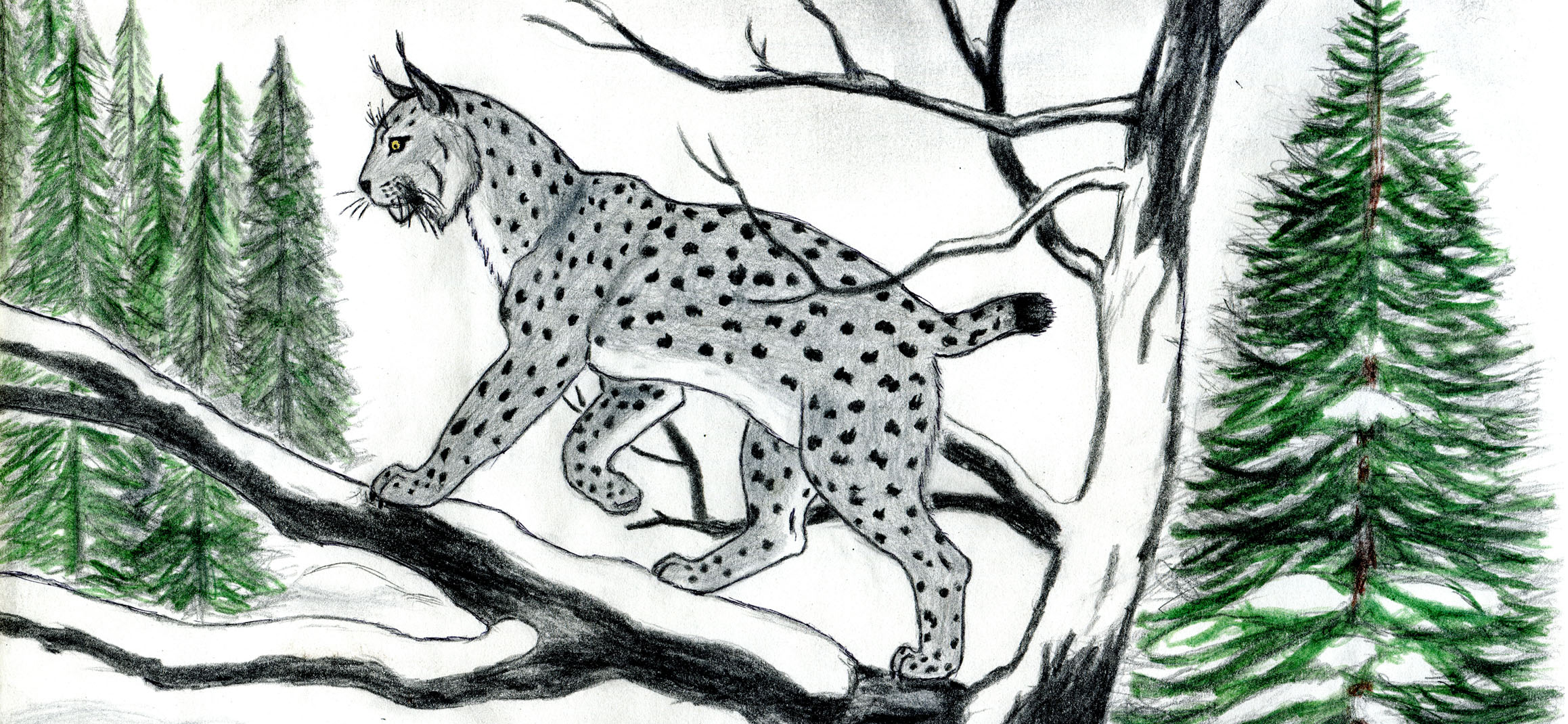 Мои рисунки: рыси