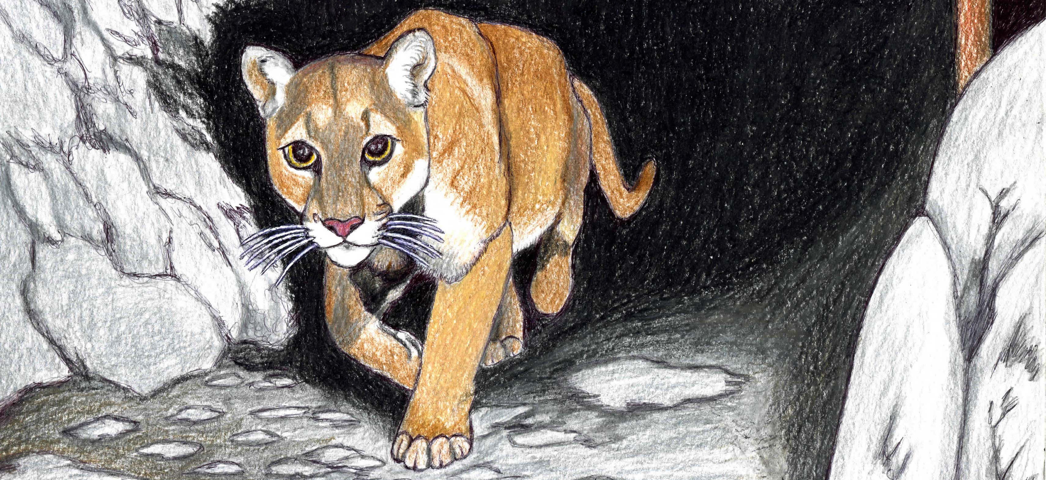 Мои рисунки: звери