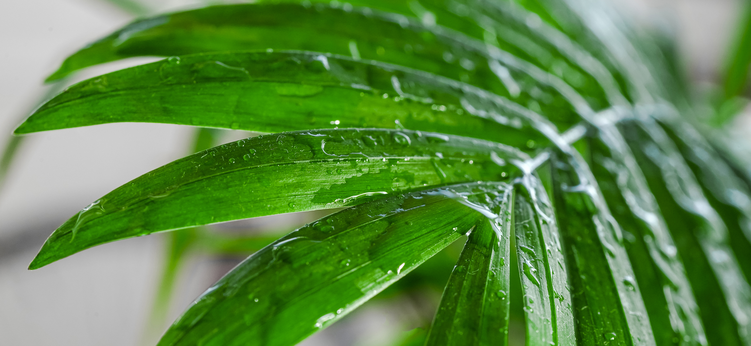 Как вырастить хаме­дорею — самую простую из домаш­них пальм