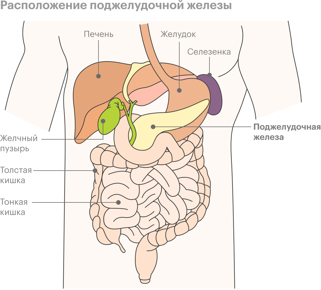 Поджелудочная железа находится в верхней левой части живота рядом с желудком