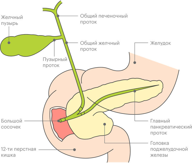 Панкреатит и камни в желчном пузыре: гастроэнтеролог отвечает на главные вопросы
