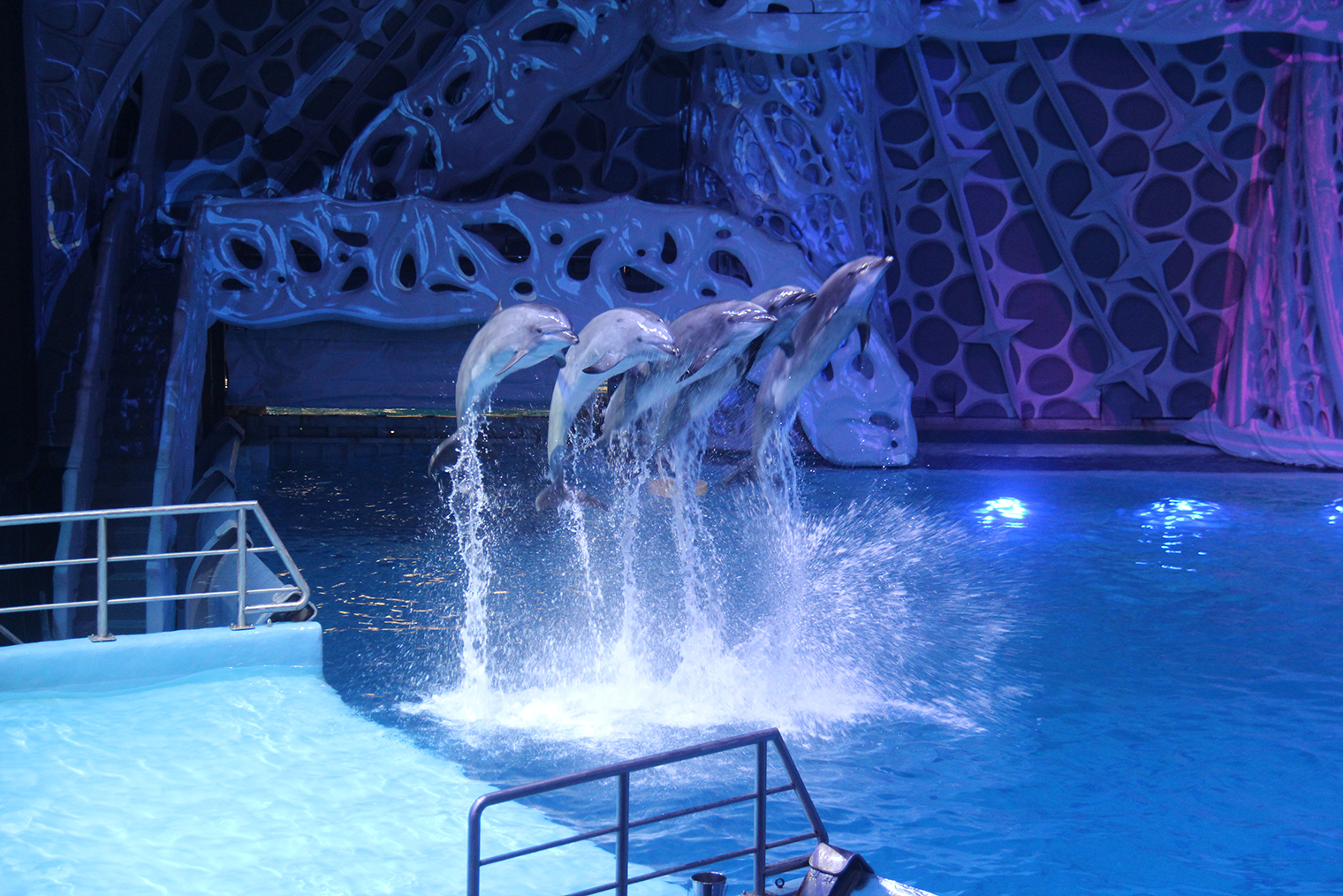 Когда дельфины или косатки прыгают, зрителей на первых рядах обдает брызгами. Им даже выдают дождевики