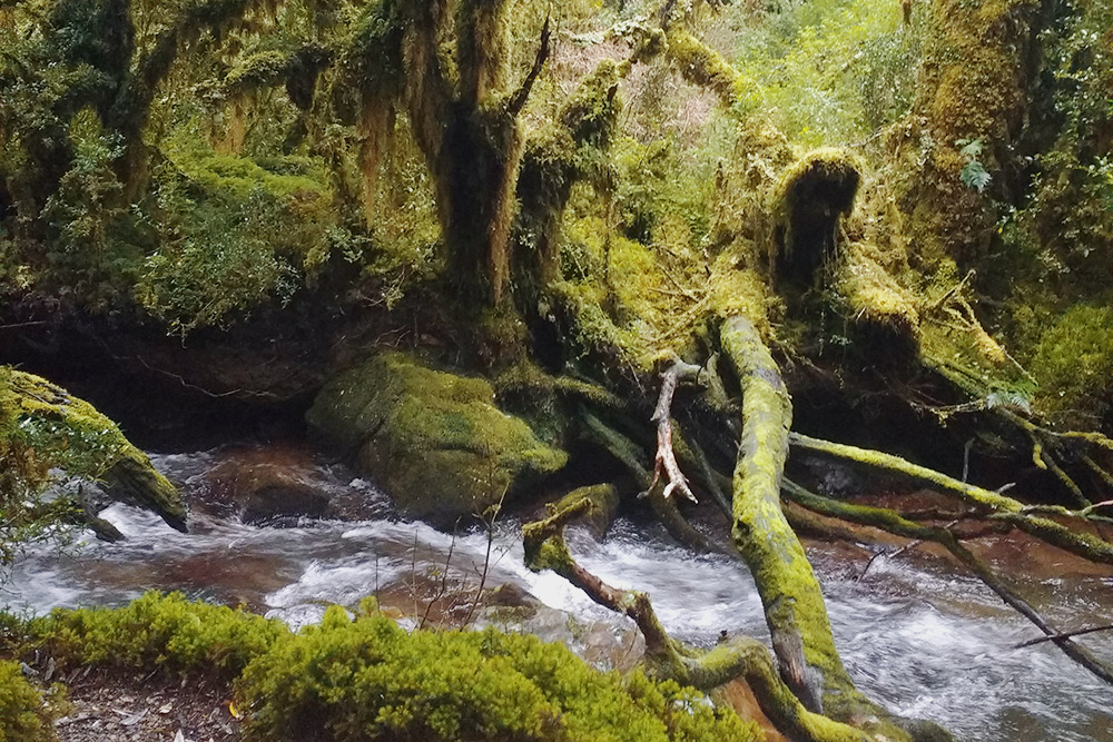 Так выглядит Боске-Энкантадо — Зачарованный лес