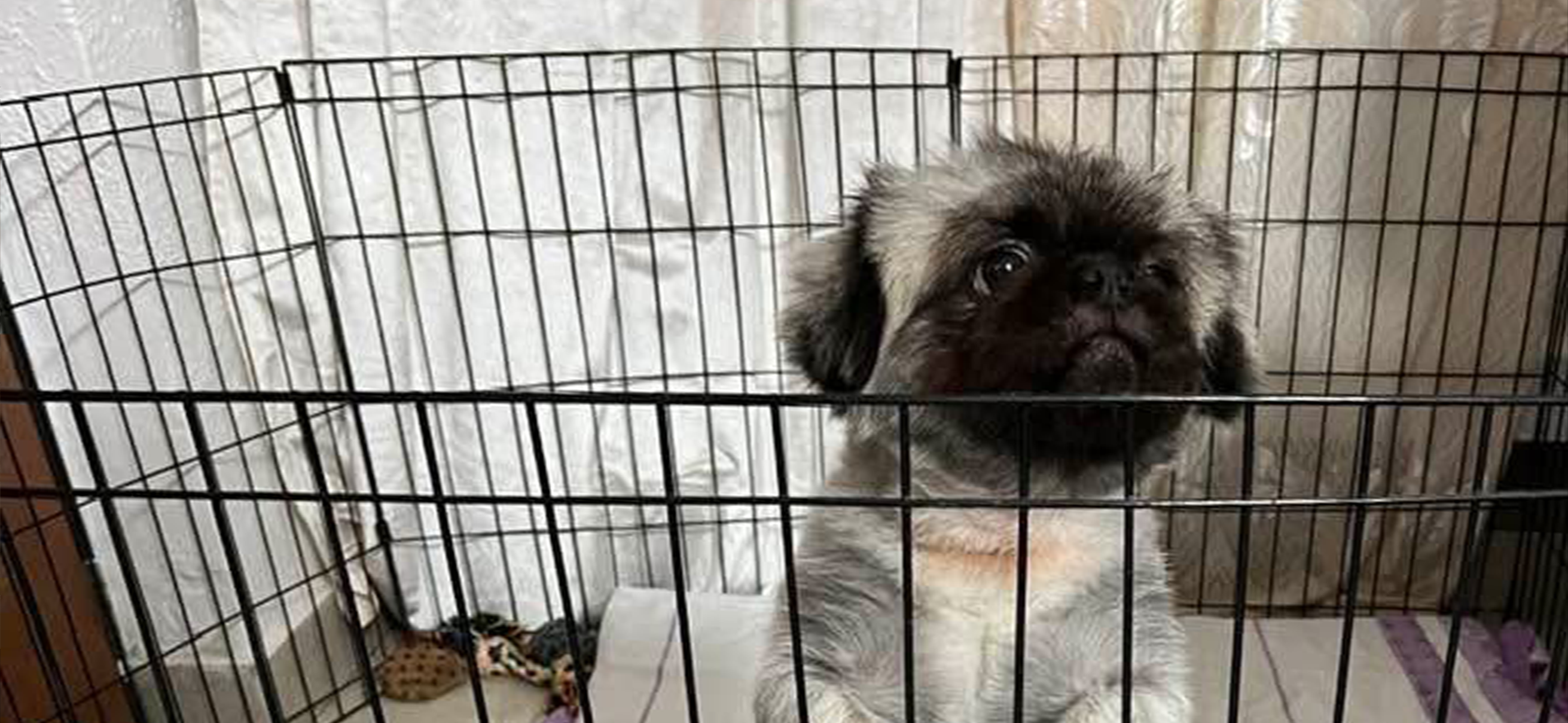 Фото питомцев: пекинесы Рики и Рик ждут поглаживаний