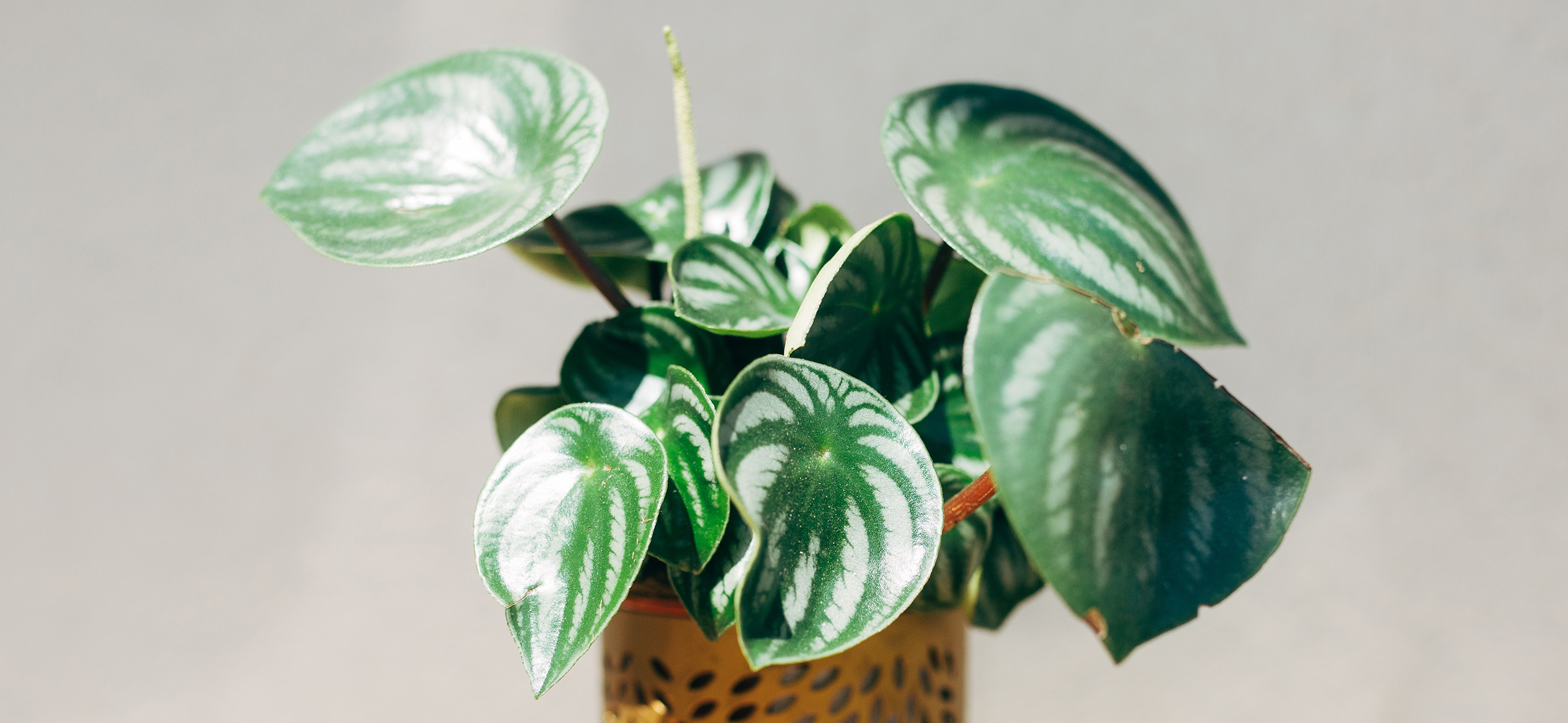 Как вырастить пепе­ромию — компакт­ное растение для нович­ков