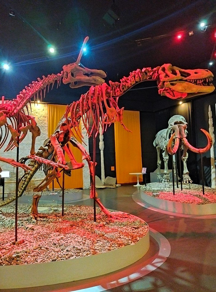 Нас очень впечатлила мощь динозавров и древнего мамонта. Скелеты в музее настоящие