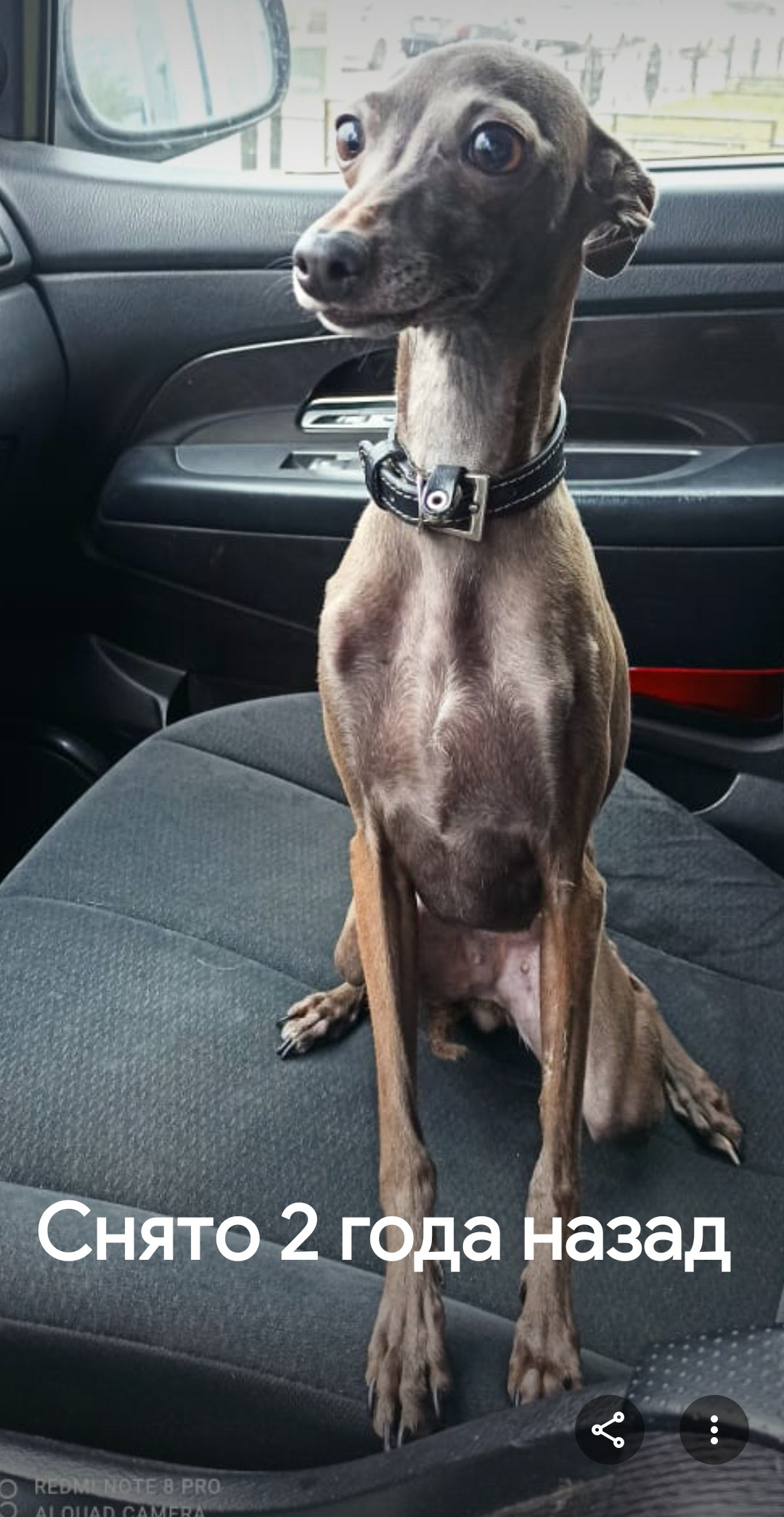 Фото питомца: пес Джокер — автомобилист