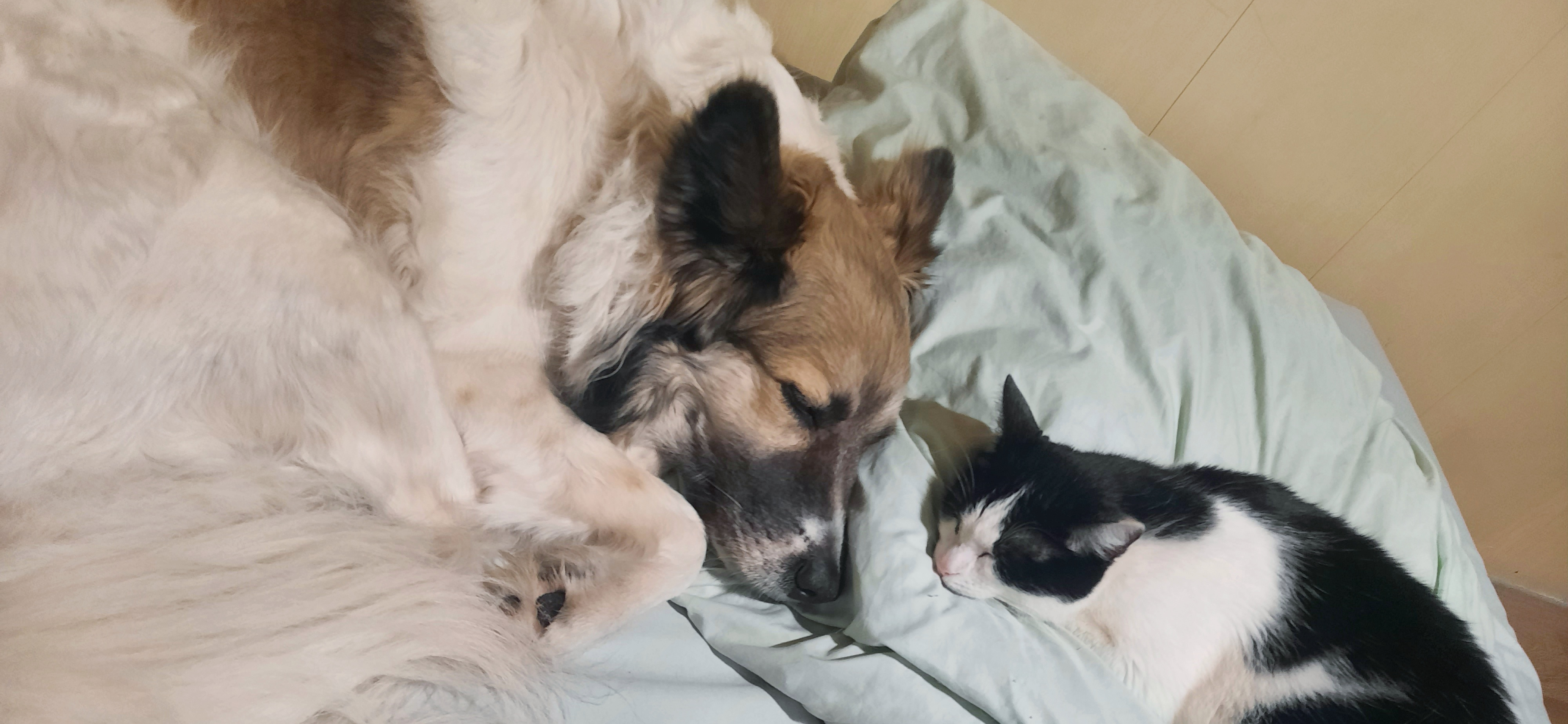 Фото питомцев: пес Грей и кошка Ириска отдыхают