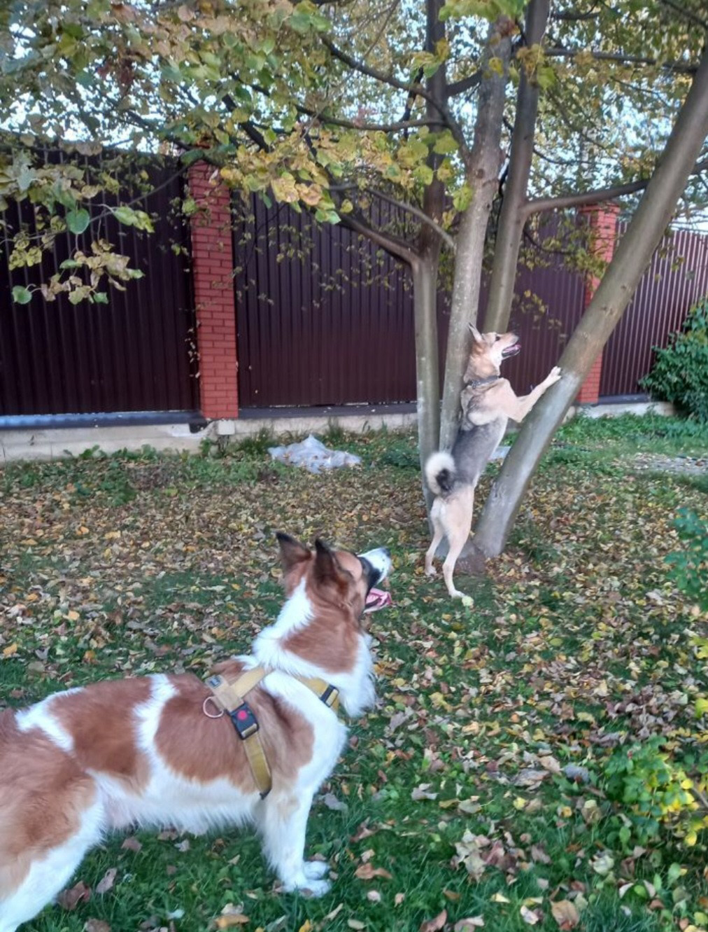 Дикая история: пес Яша устроил беспорядок в зоотакси