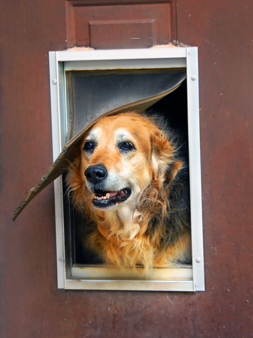 Домик для большой собаки из дерева: для улицы или дачи