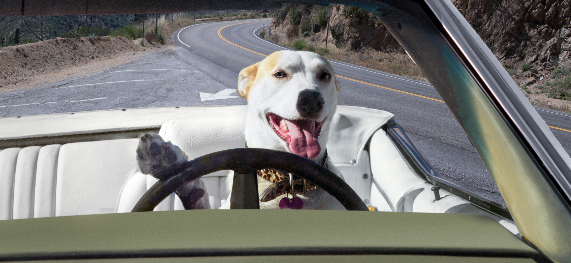 Переезжали с питомцем в новое жилье? Расскажите об этом