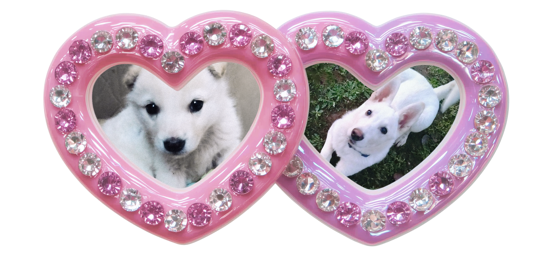 «Сейчас это два толстяка с лучшей жизнью»: фото животных до и после спасения