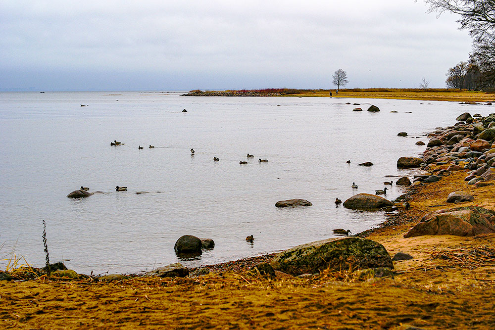 Берег Финского залива в парке Александрия. Ближе к Нижнему парку берег каменистый, а дальше песчаный, комфортный для пикника