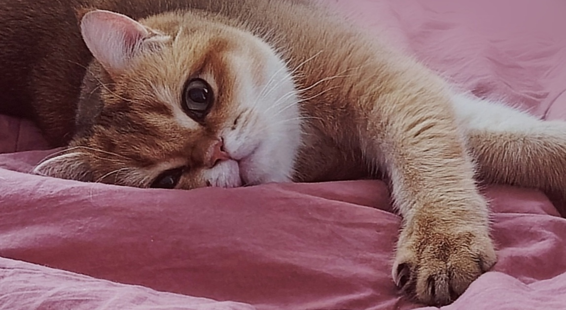 Мобильное фото: ребята и зверята