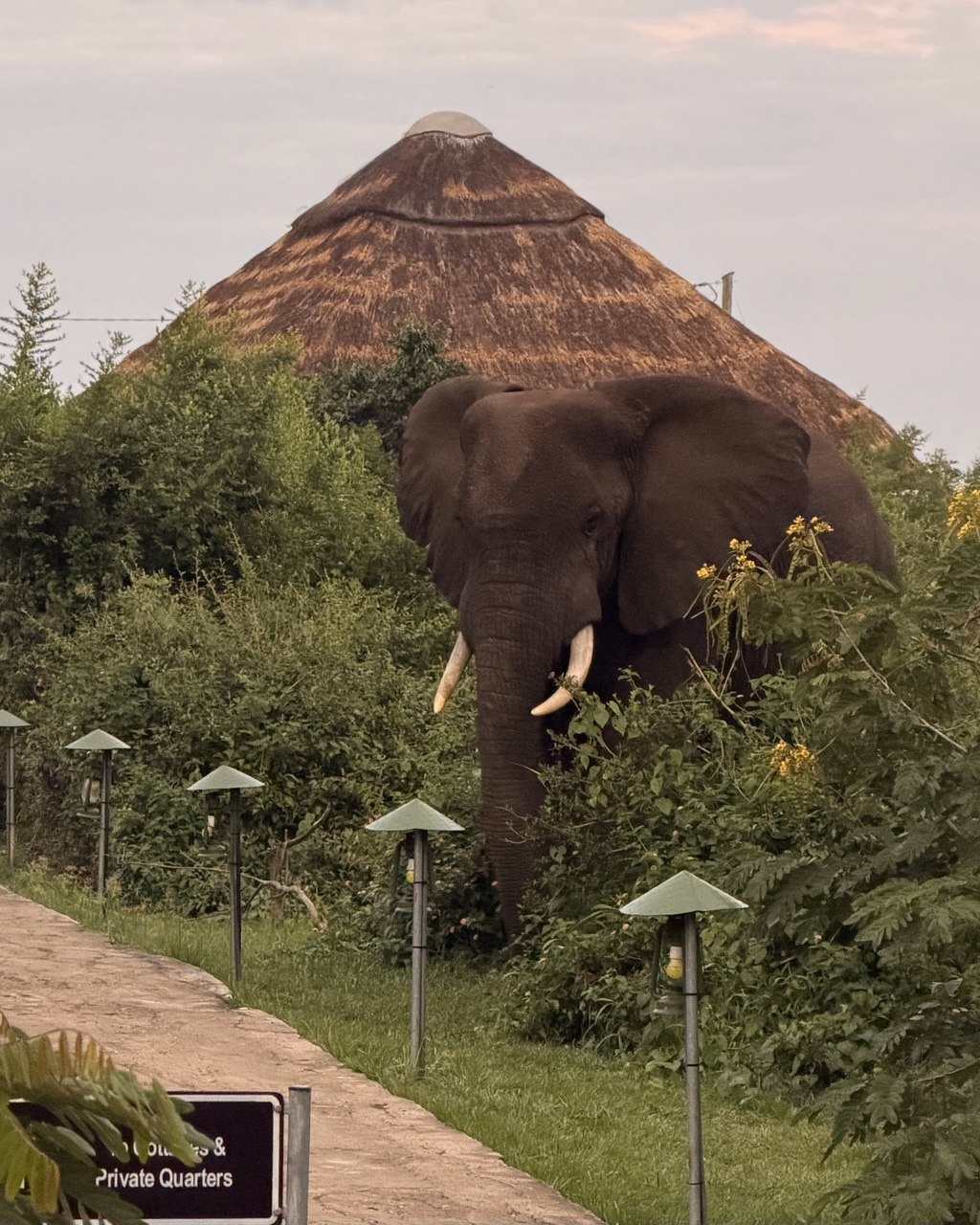 Buffalo Safari Lodge