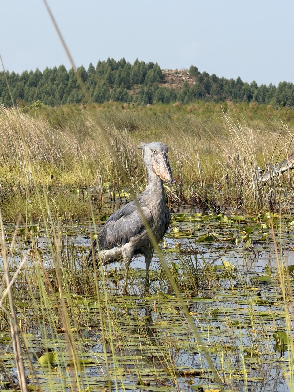 Болота Мабамба. Китоглав