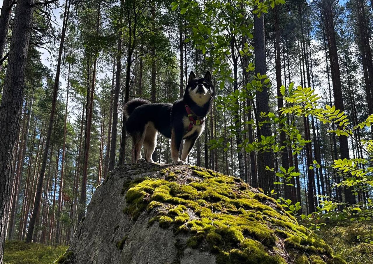 Владычица лесов
