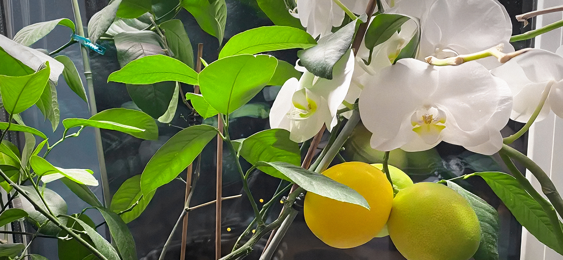 «Заставлены все окошки»: что поса­дить на застеклен­ном балконе или лоджии