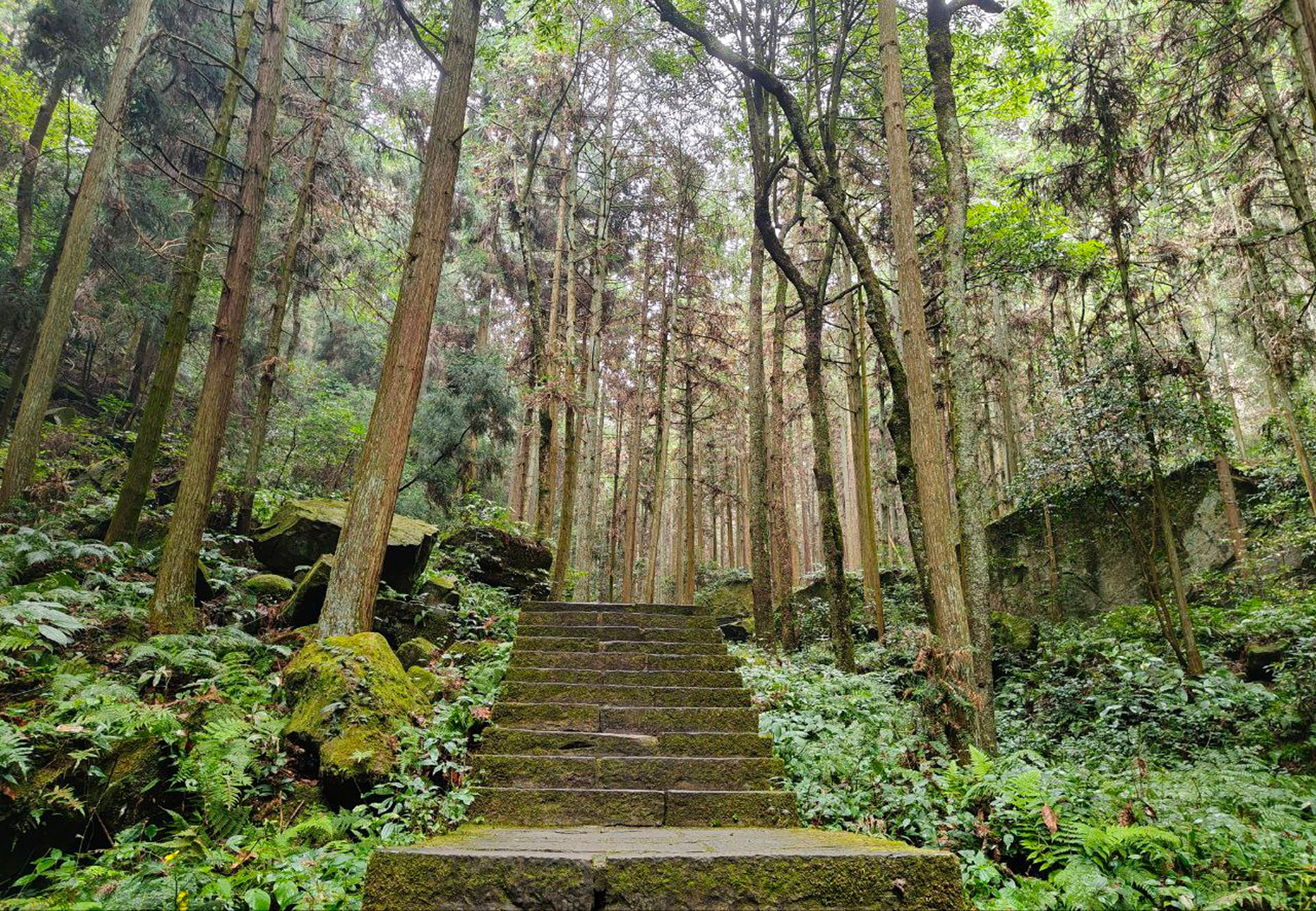 Тропа в лесу