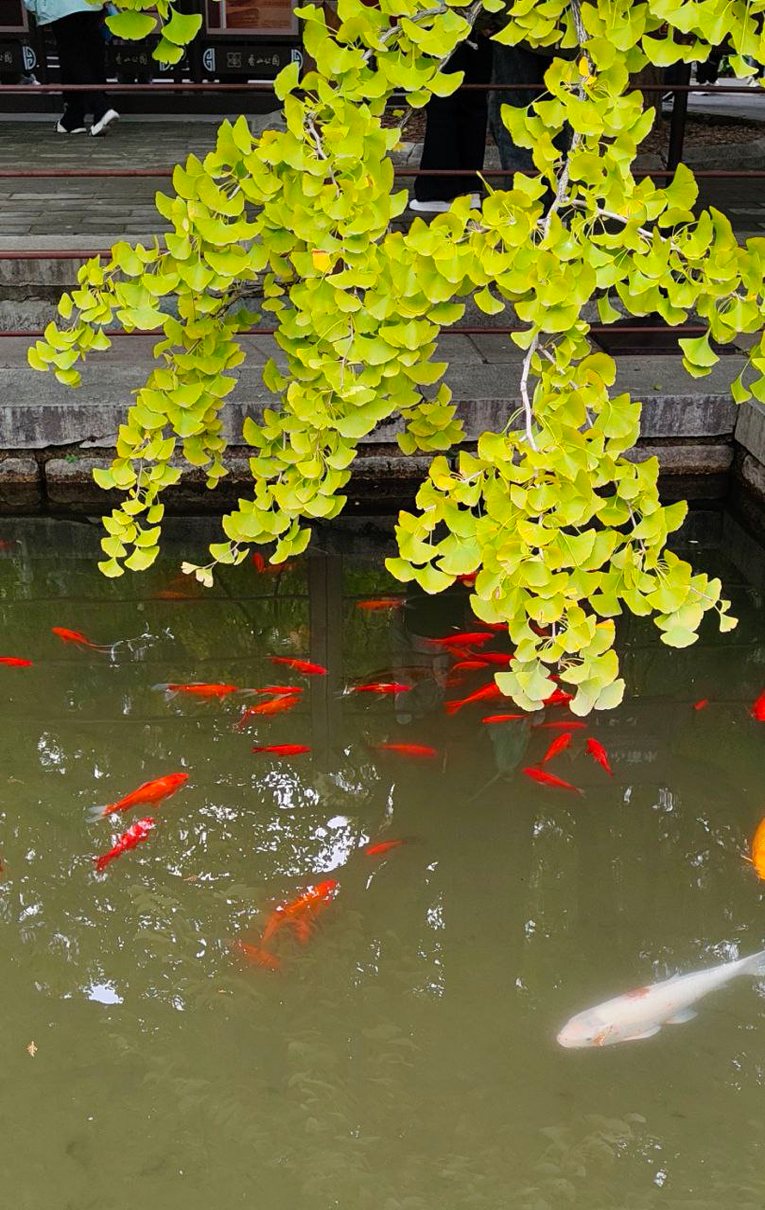 Гинко в парке