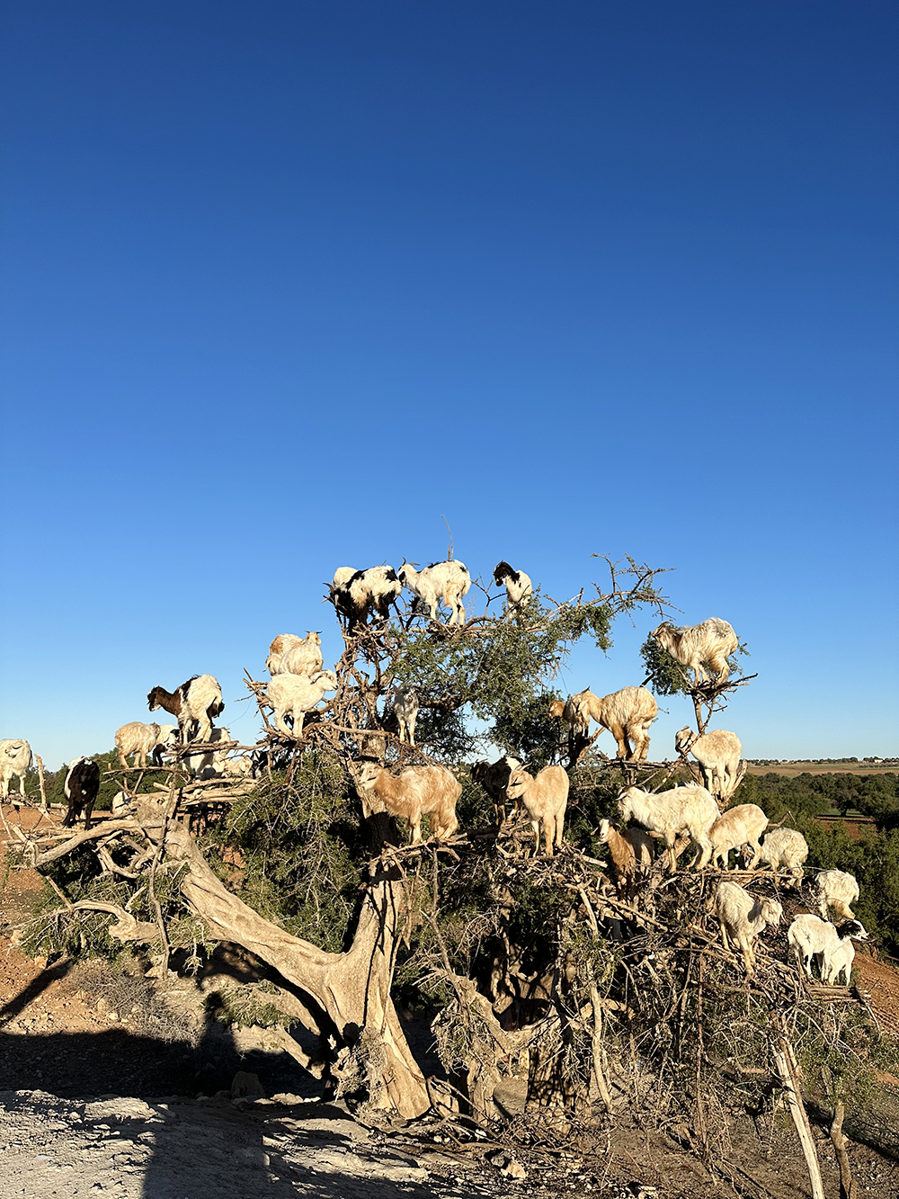 Степи Марокко известны своими козами, пасущимися прямо на деревьях. Стоило нам остановиться для фото — сразу подбежали какие⁠-⁠то парни просить денег