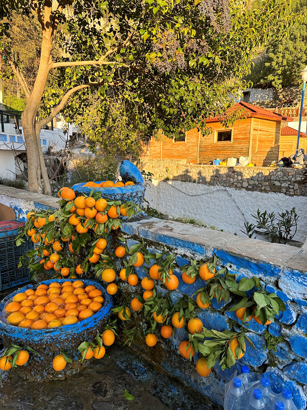 Марокканские мандарины и апельсины
