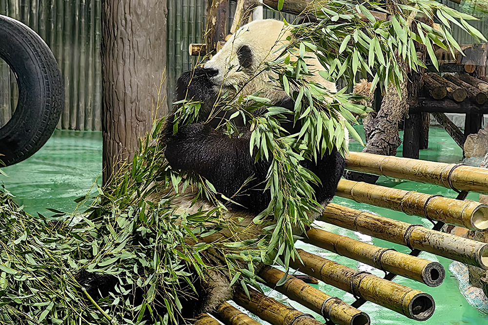 Панда в Шанхайском зоопарке. Лучше приходить до обеда, потому что во вторую половину дня вся активность панд — что⁠-⁠нибудь жевать