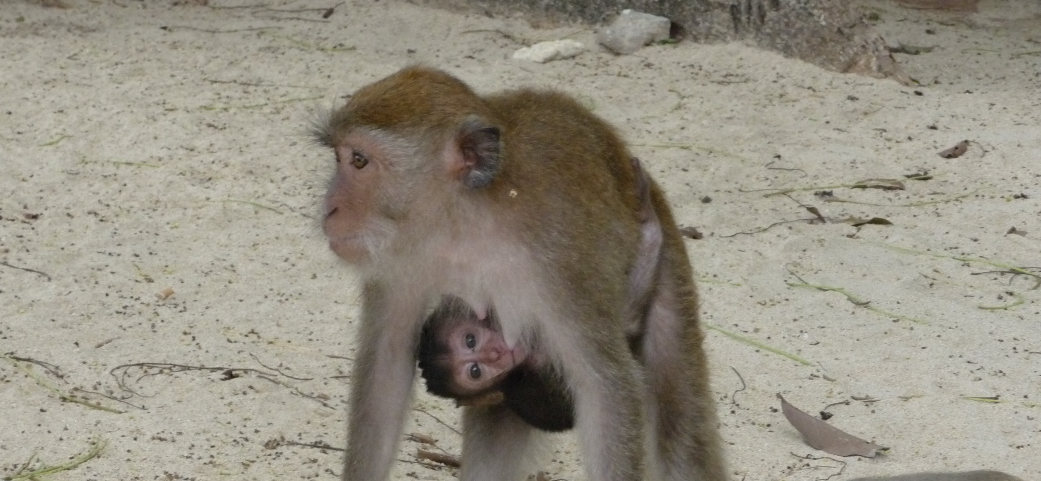 Фотоальбом: как я побывал на полуострове Рейли в Таиланде
