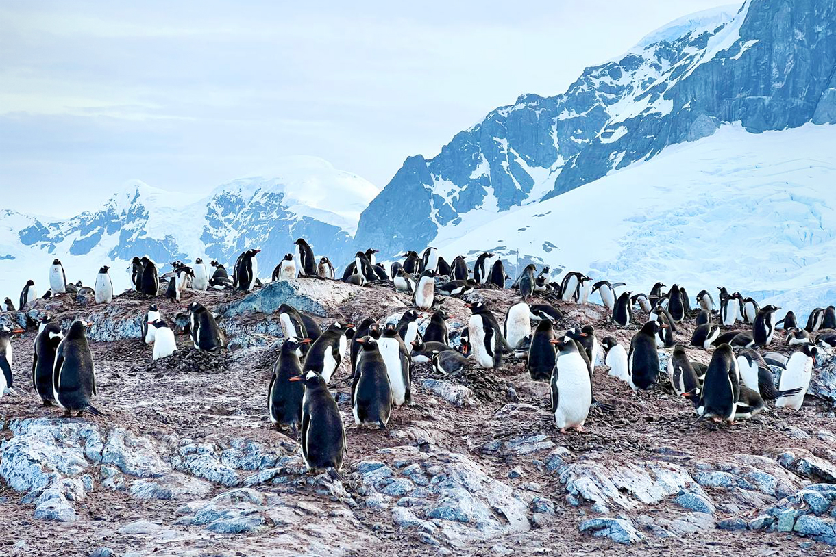 В Антарктиде среди пингвинов действительно чувствуешь себя гостем, который не вовремя заглянул на огонек: взрослые особи приглядывают за серыми пингвинятами, спускаются по специальным тропам к морю в поисках еды, борются за территорию и, подняв клюв к небу, смешно горланят, будто кто⁠-⁠то полощет горло ромашкой