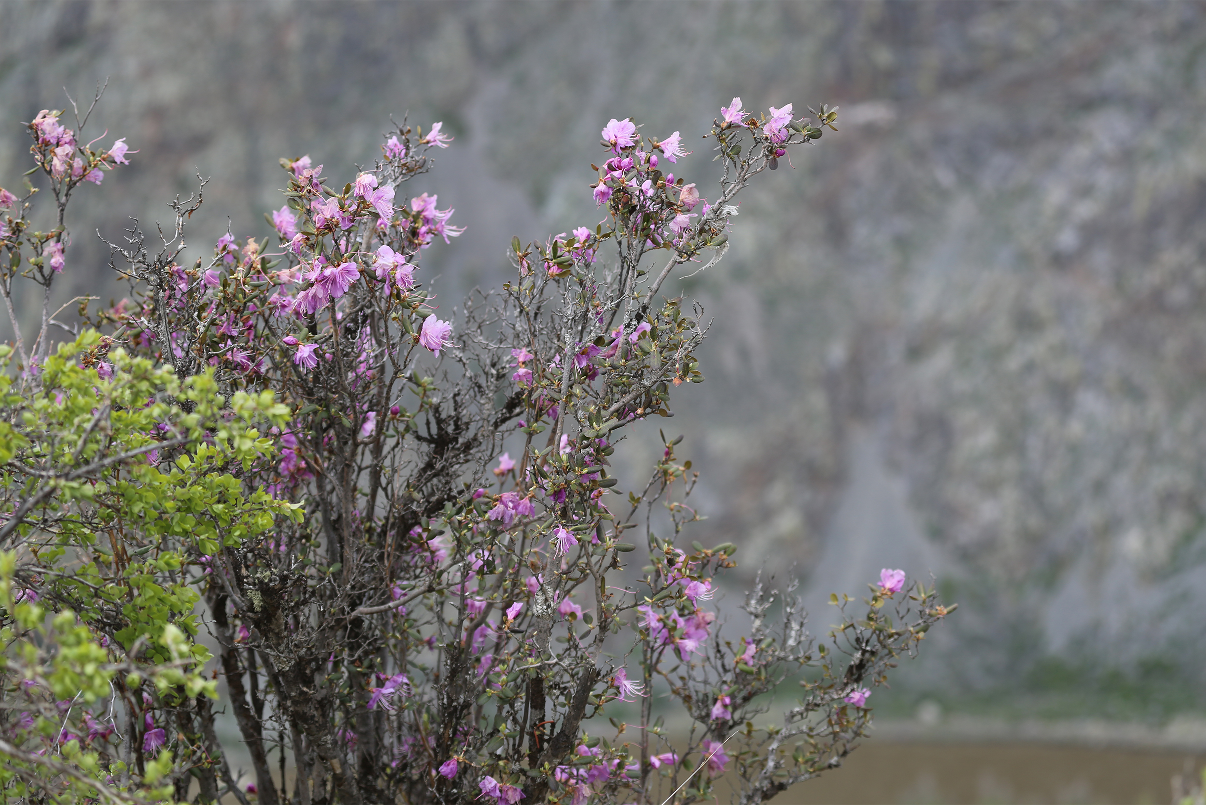 Чуйские меандры — изящные изгибы русла реки Чуи в Курайской степи. Река много раз поворачивает, петляет в разные стороны и образует великолепные пейзажи. Посмотреть сверху можно с многочисленных смотровых площадок