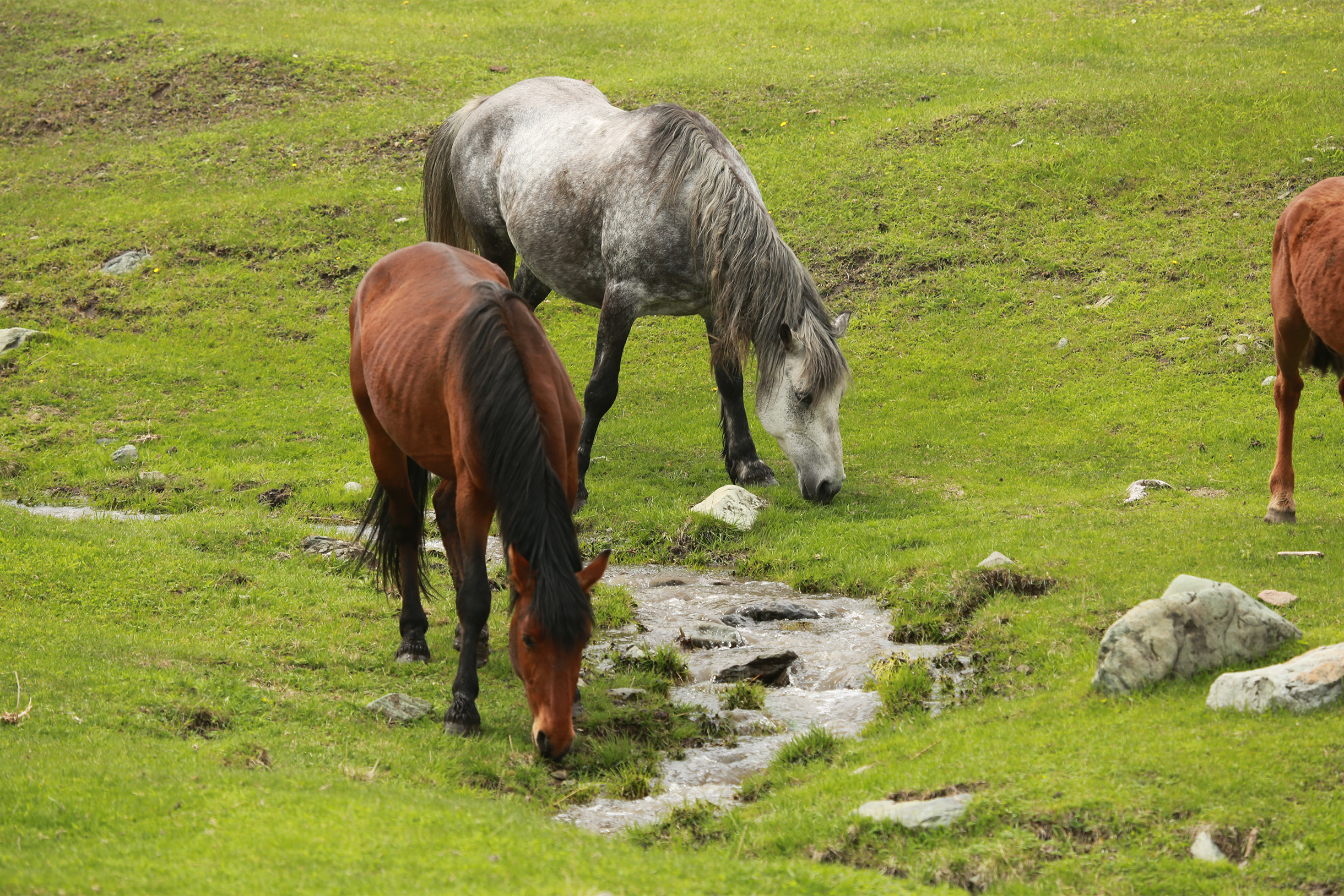 Местные жители разводят кормовых лошадей — их употребляют в пищу