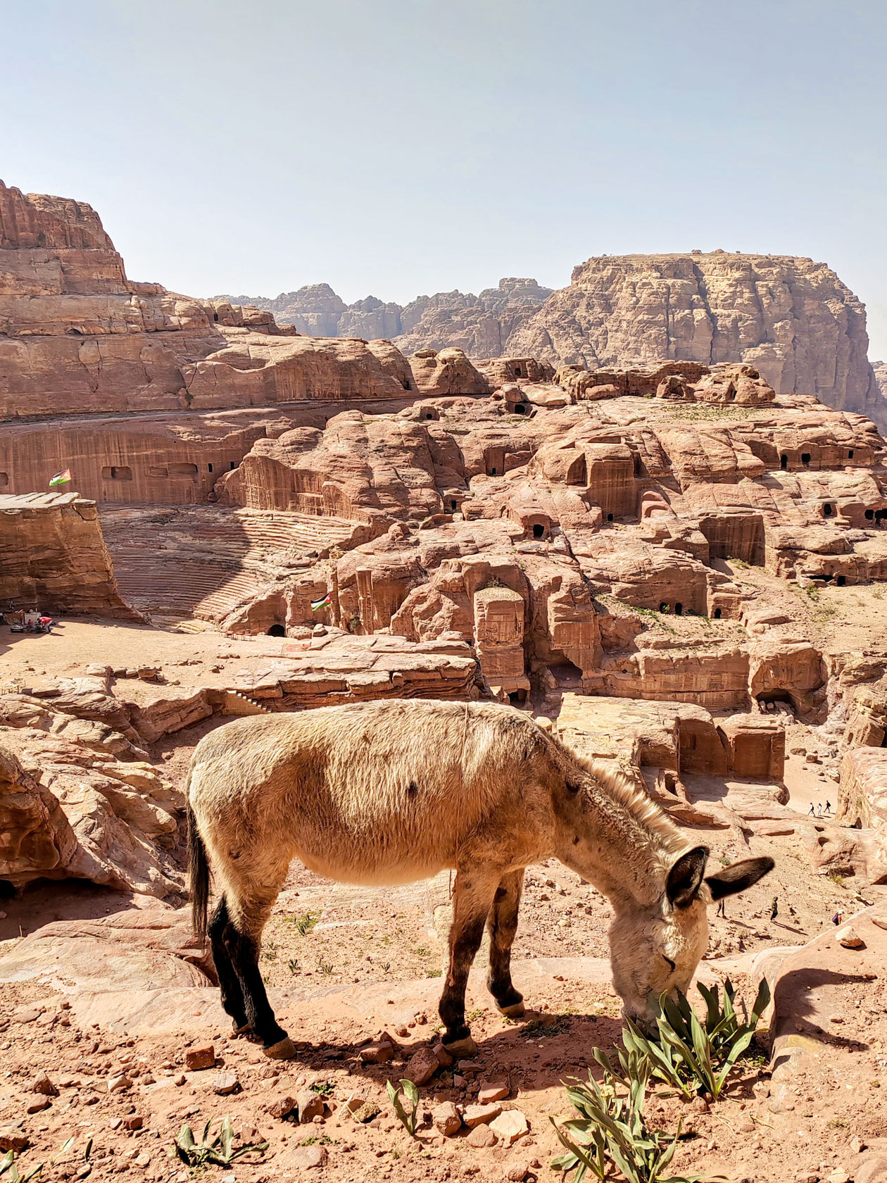Бедуины предлагают прокатиться на осликах, лошадях и верблюдах. Мне было жалко всех этих животных, и от поездок я отказалась