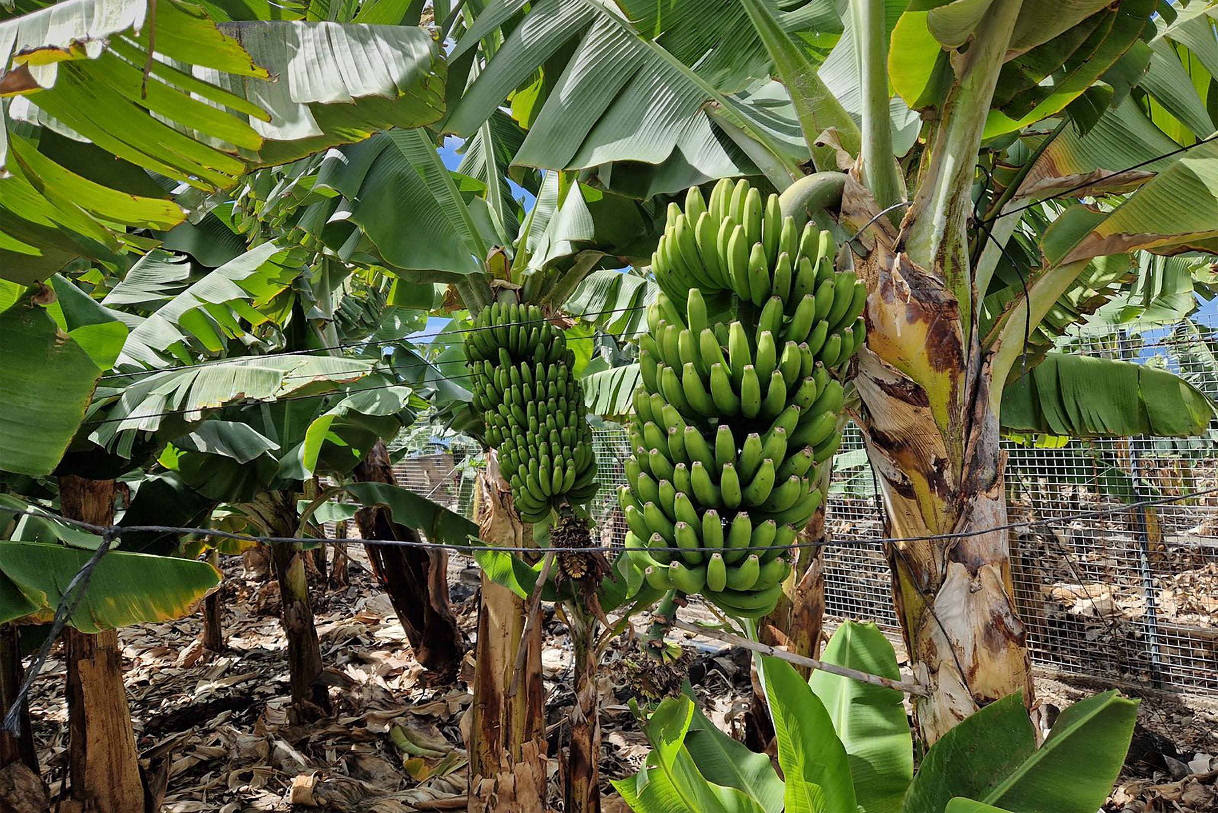 У побережья везде банановые плантации. Эти же бананы продают в магазинах по 2 € за килограмм