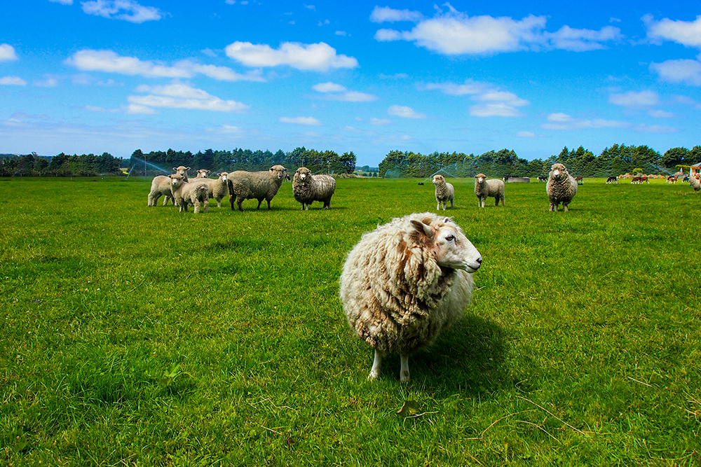 На которых пасутся красивые белые овечки