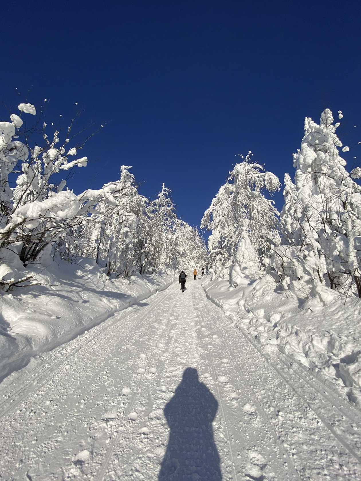 Подняться на Полюд можно на снегоходе, но в нашей отважной группе все решили идти пешком. Пока шли наверх, глаза потихоньку привыкали к контрастности глубокого неба и кипенно-белого снега. Фотографировать хотелось каждое дерево, каждый новый поворот дороги
