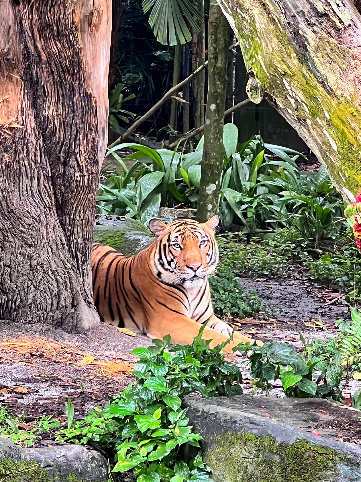 Тигры казались сытыми и не обращали внимание на окружающих