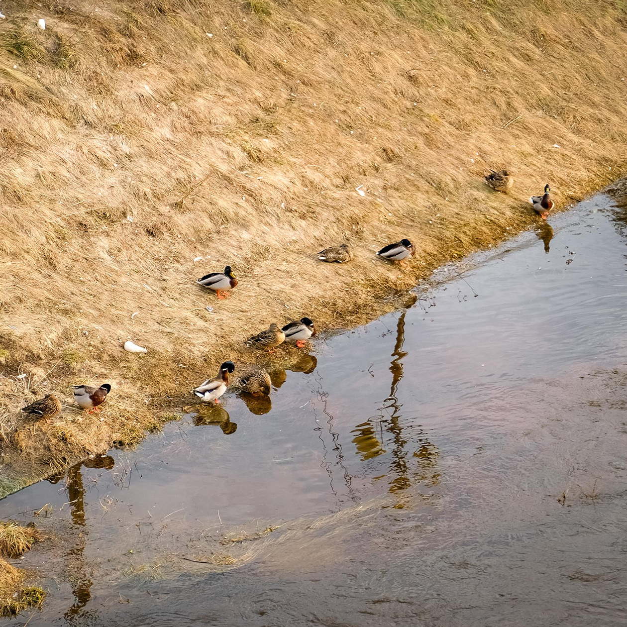 Утки организовались в забавную диагональную линию вдоль берега. Видимо, им пока не хочется мокнуть, поэтому тусят на суше