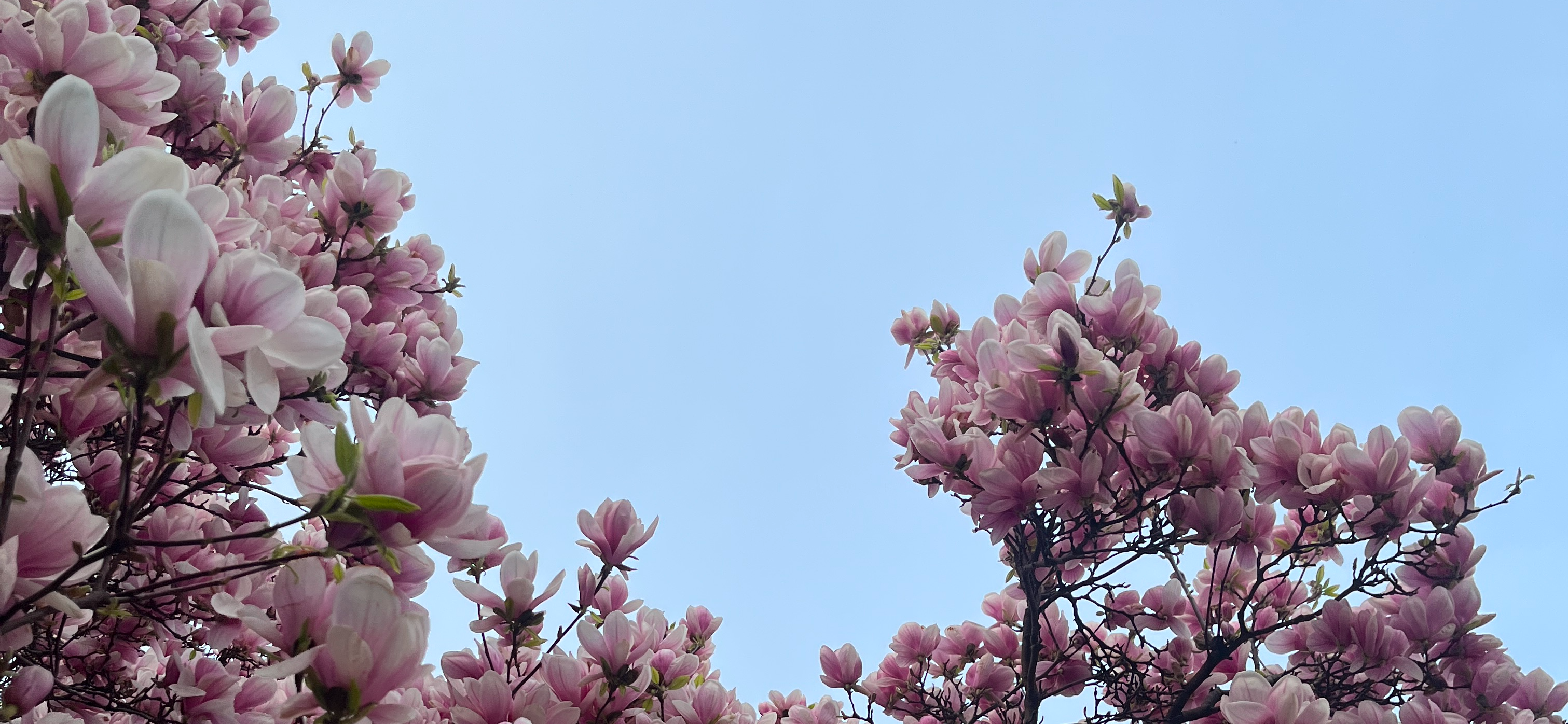 Фотоальбом: как я съездила на пасхальную неделю и цветение магнолии в Вену