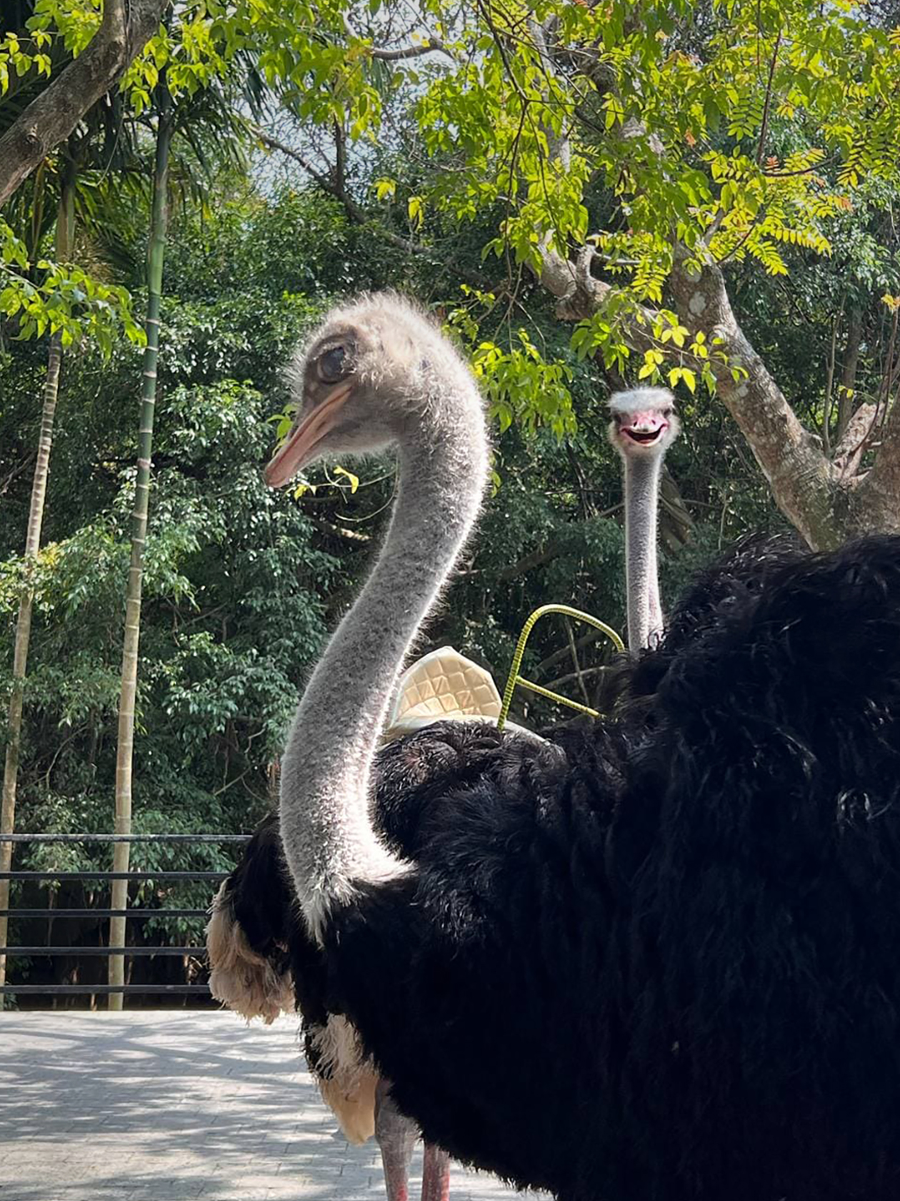 Общительные страусы из «Тропического рая»