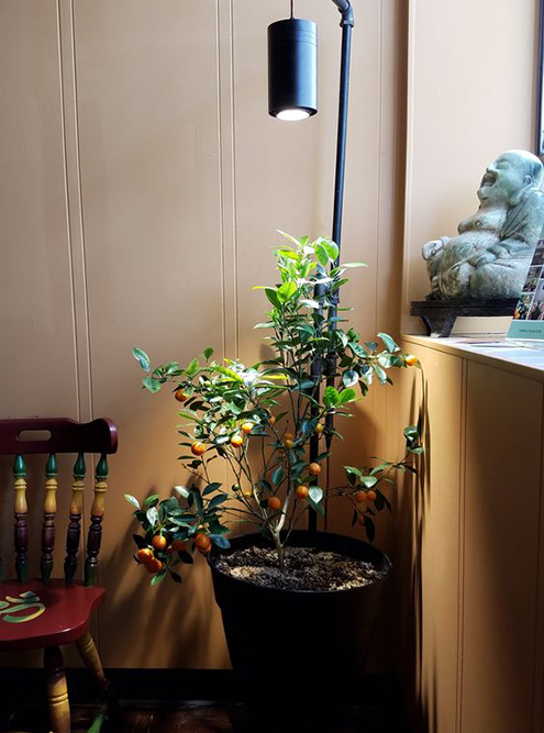 Обычная светодиодная лампа для растений, построенная на базе сверхъярких светодиодов 5630/5730.