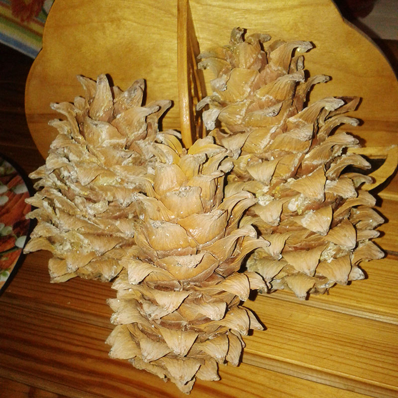 Приморские кедровые шишки достигают 15⁠—⁠20 см в длину