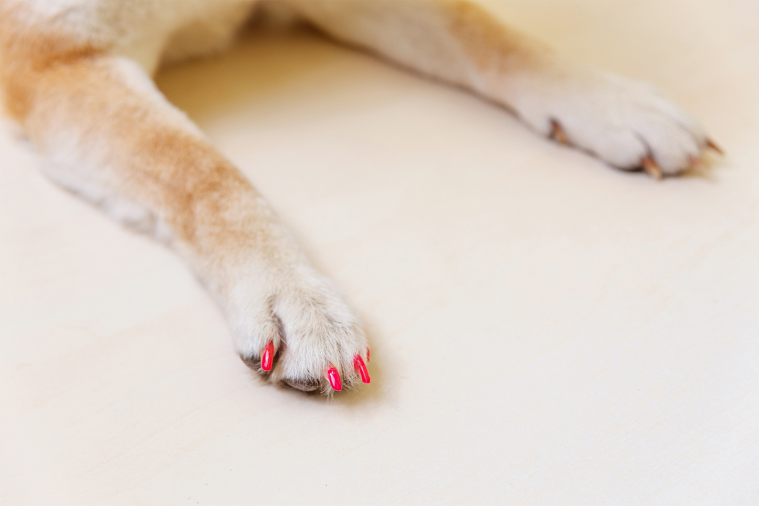 Окрашивание когтей сиба⁠-⁠ину. Фотография: BY⁠-⁠_⁠-⁠BY / Shutterstock